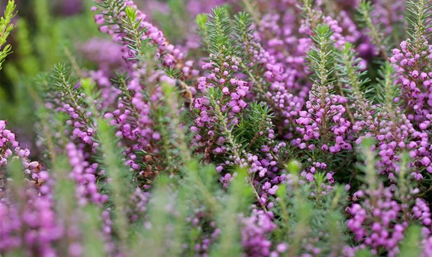 Erica x oldenburgensis