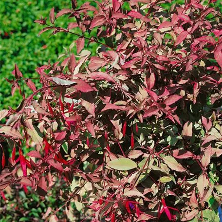 Fuchsia magellanica 'Tricolor'