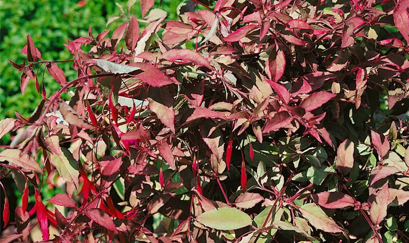 Garten-Fuchsie 'Tricolor'