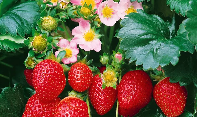 Fragaria x ananassa 'Fragoo Deep Rose'