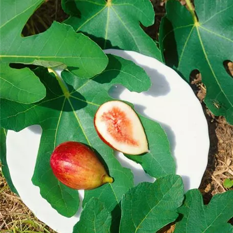 Ficus carica 'Nordland Bergfeige'