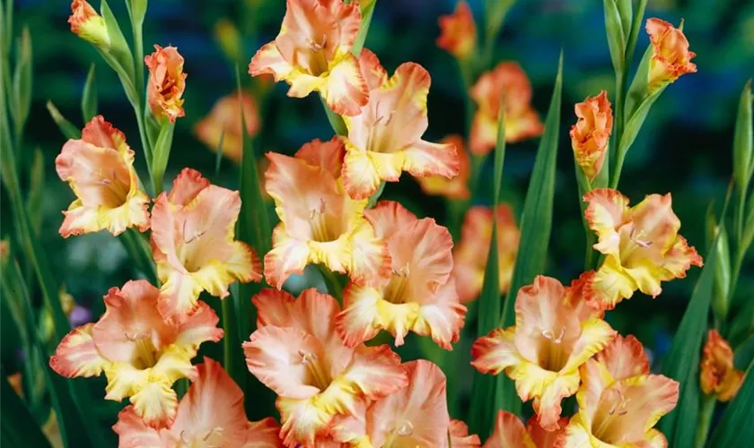 Gladiole 'Shooter'