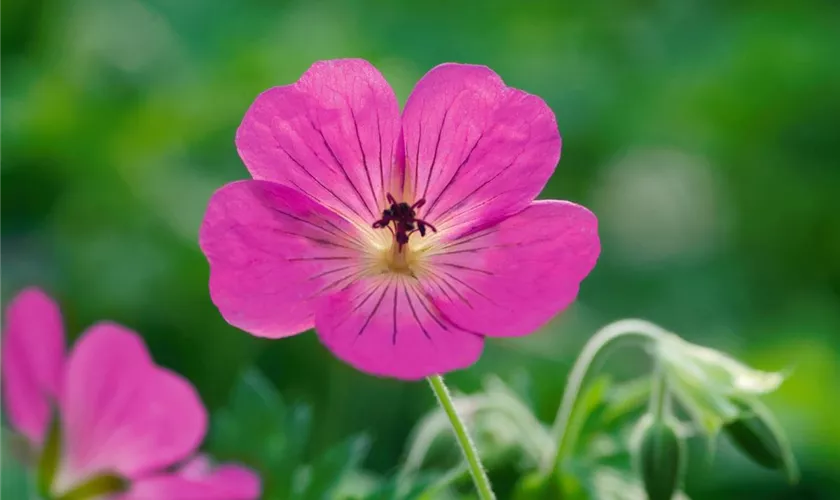 Garten-Storchschnabel 'Pink Penny'®