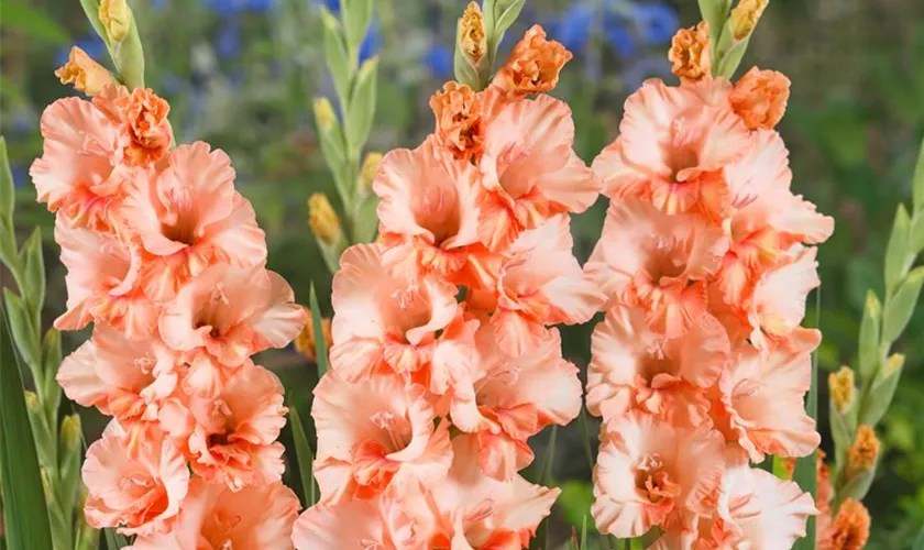 Gladiole 'Sunny Ruffle'