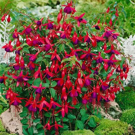 Fuchsie 'Mrs. Popple'