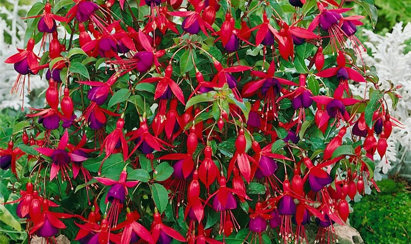 Fuchsia 'Mrs. Popple'