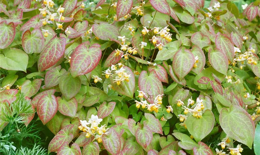 Epimedium franchetii 'Brimstone Butterfly'