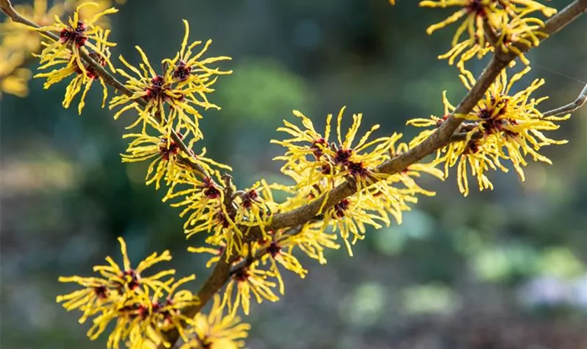 Hamamelis japonica 'Arborea'