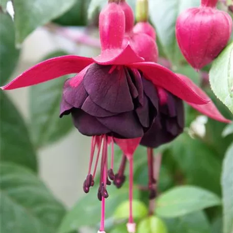 Fuchsie 'New Millenium'