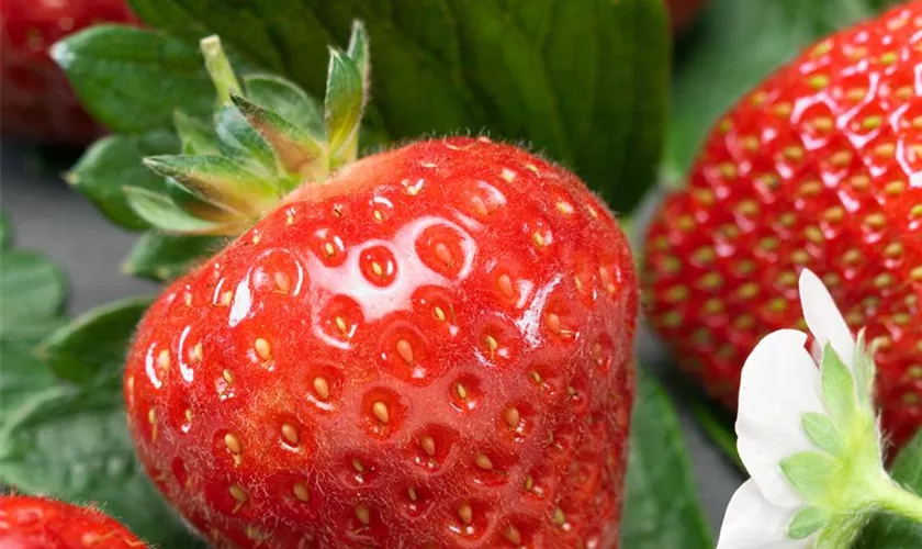 Fragaria x ananassa 'Grandian'