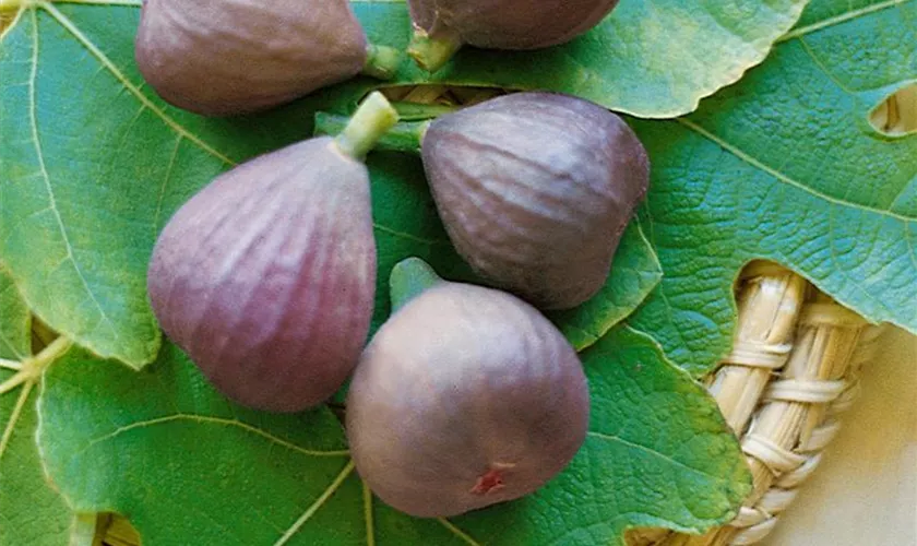 Ficus carica 'Rouge de Bordeaux'