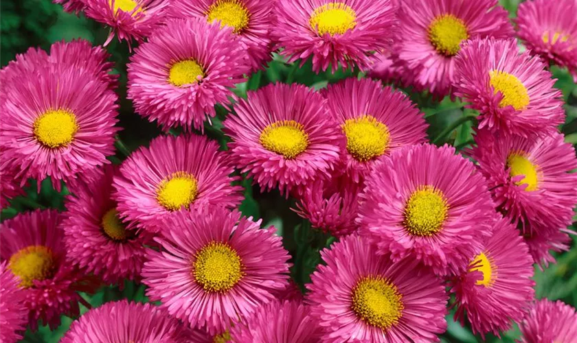 Erigeron 'Foersters Liebling'