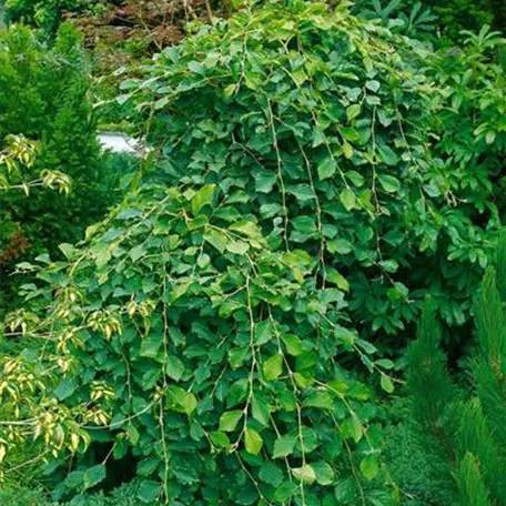 Hamamelis japonica 'Pendula'