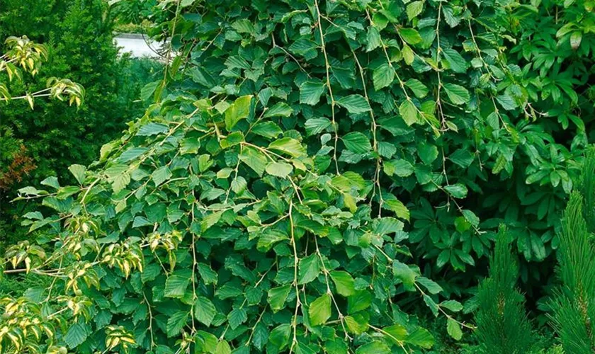 Zaubernuss 'Pendula'