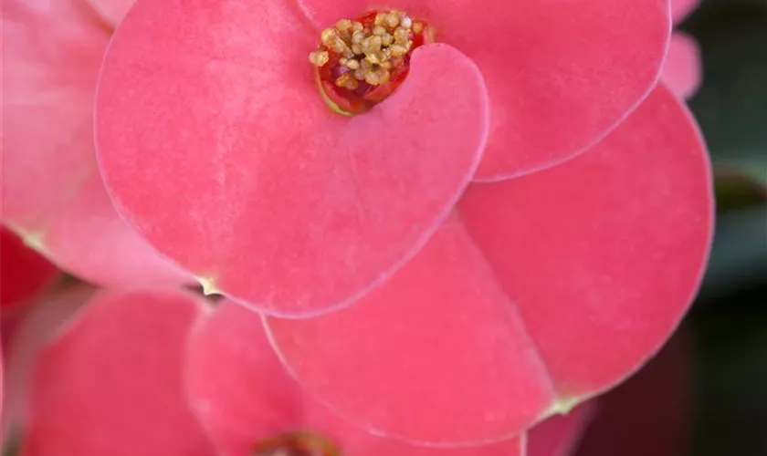 Euphorbia milii 'Zeus'