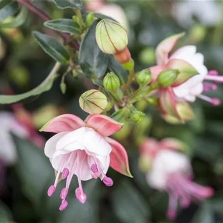 Fuchsie 'Patio Princess'