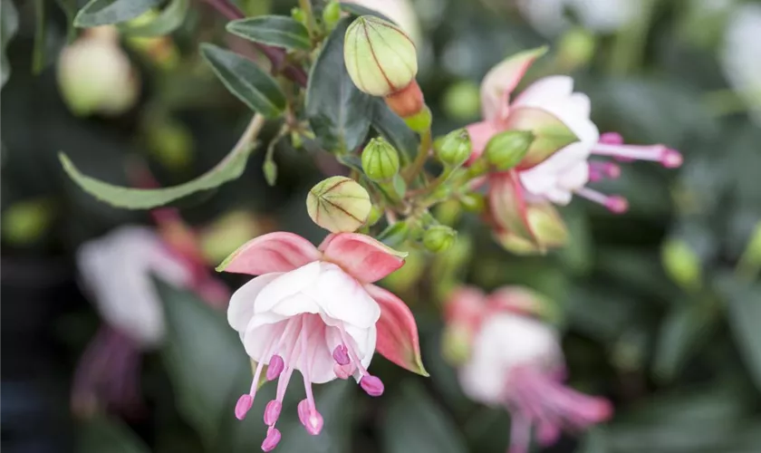 Fuchsia 'Patio Princess'