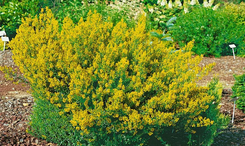 Genista tinctoria 'Royal Gold'