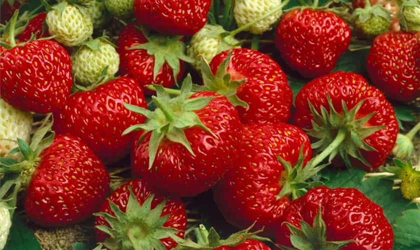 Fragaria x ananassa 'Hummi® Meraldo'