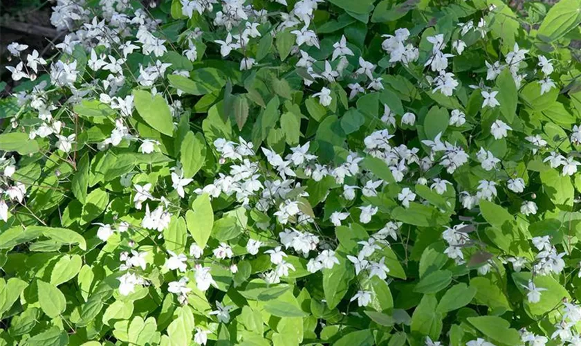 Epimedium grandiflorum 'Elfenkönigin'