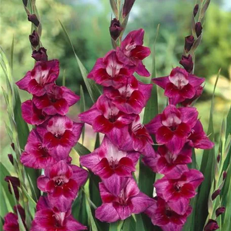 Gladiolus 'Velvet Eyes'