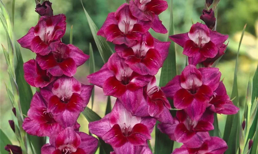 Gladiole 'Velvet Eyes'