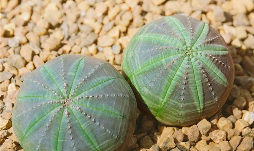 Euphorbia obesa