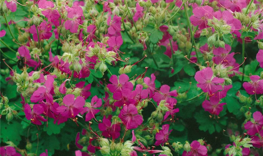 Geranium x cantabrigiense, rosarot