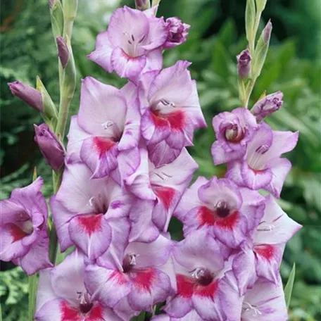 Gladiolus 'Vista'