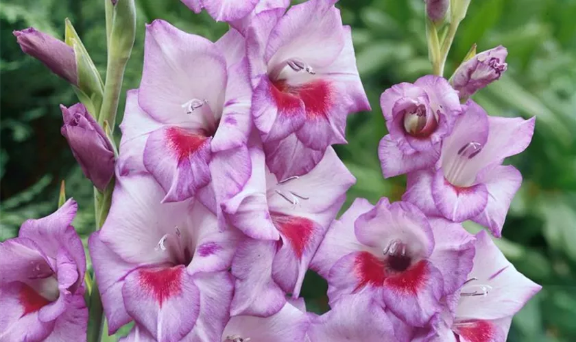 Gladiole 'Vista'