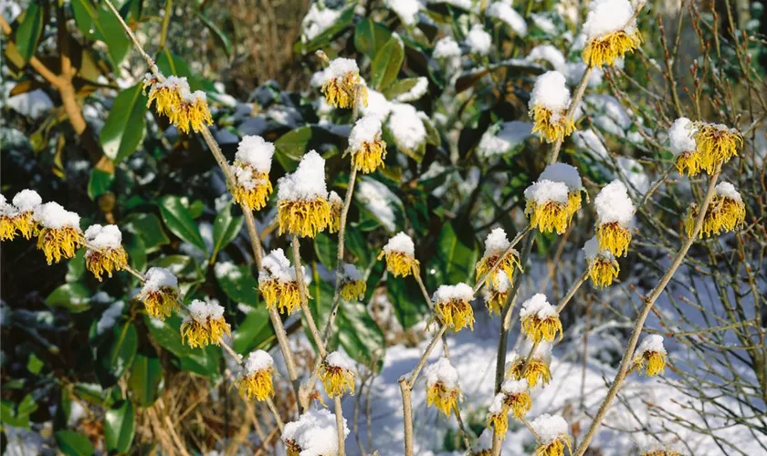 Hamamelis mollis, gelb