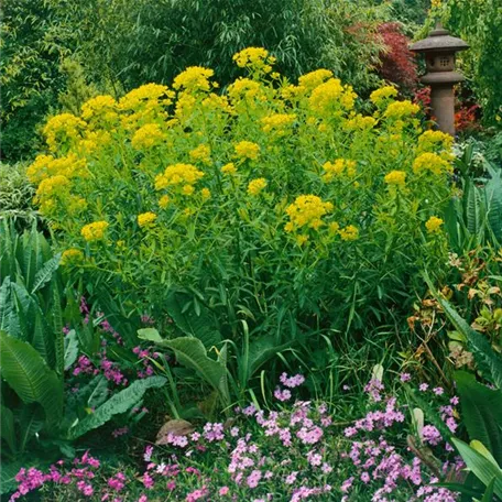 Euphorbia palustris