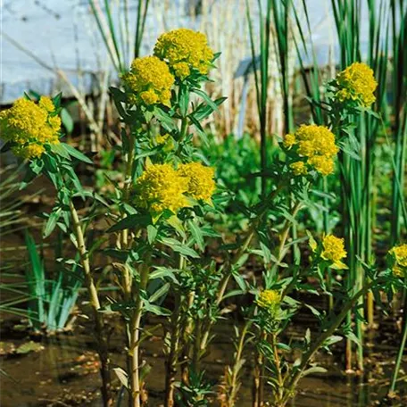 Euphorbia palustris 'Teichlaterne'