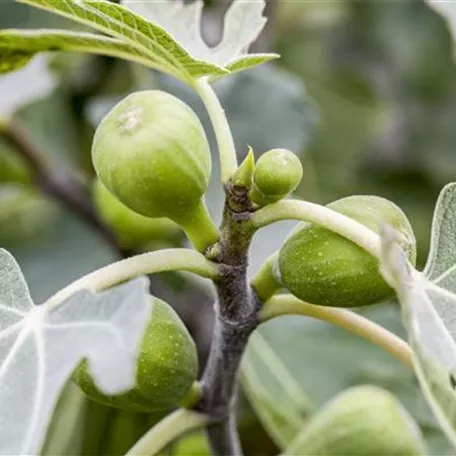 Ficus carica 'Voralpenfeige'