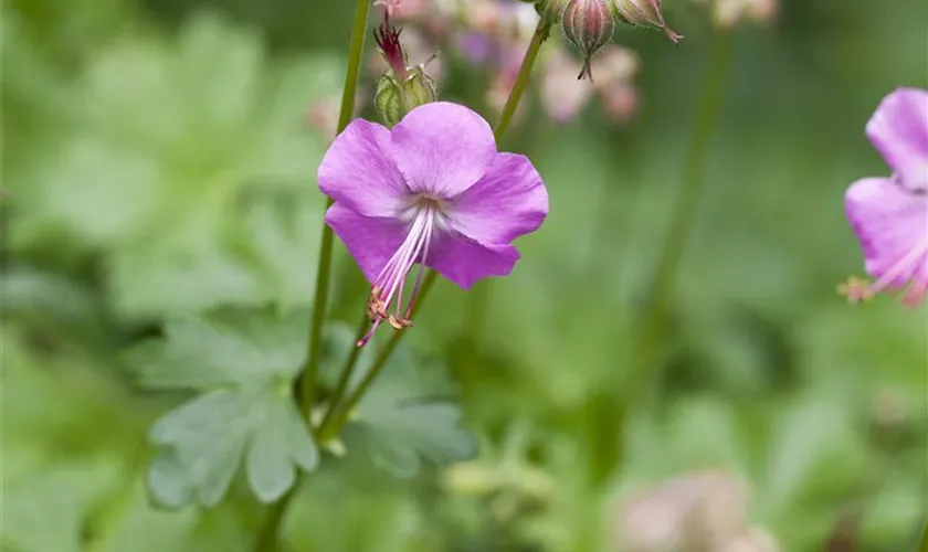 Geranium x cantabrigiense 'Crystal Rose'