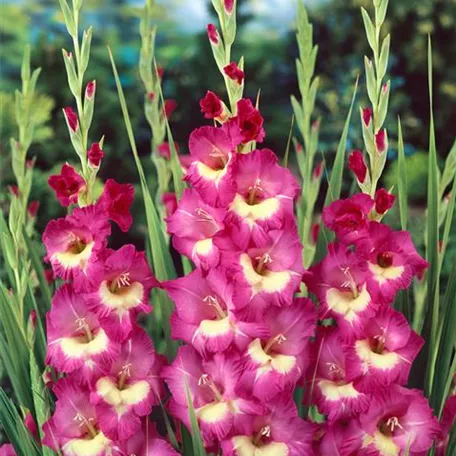 Gladiolus 'Windsong'