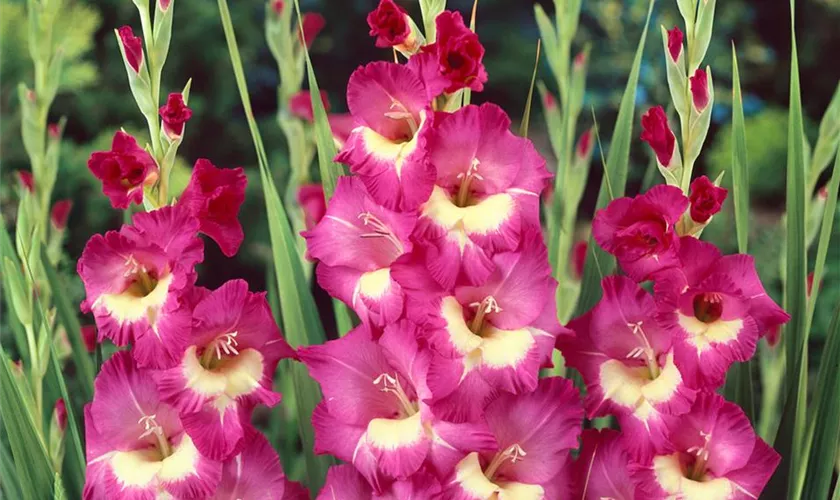 Gladiole 'Windsong'