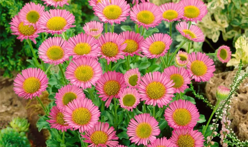 Erigeron 'Karminstrahl'