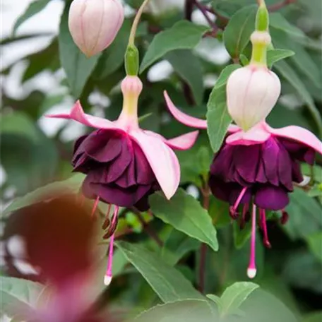 Fuchsie 'Royal Velvet'