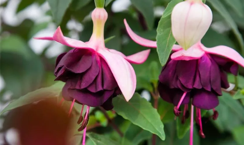 Fuchsia 'Royal Velvet'