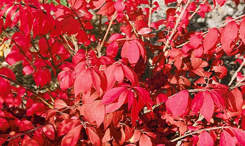 Euonymus alatus 'Fire Ball'