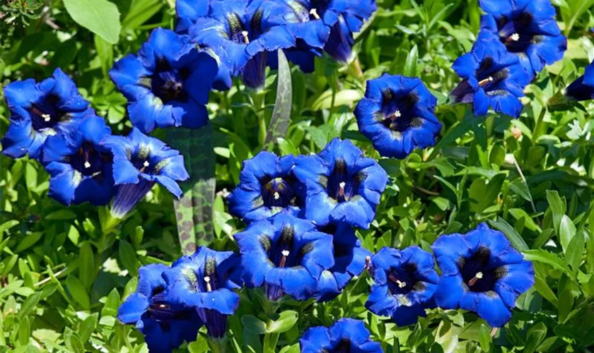 Gentiana acaulis