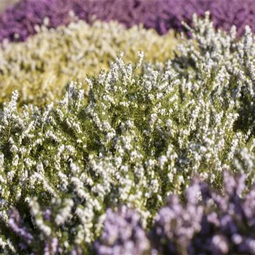 Der Heidegarten: Erholung und Idylle für Zuhause