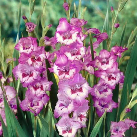 Gladiolus 'Wine and Roses'