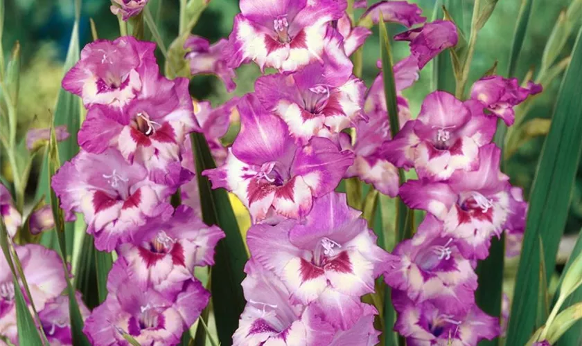 Gladiole 'Wine and Roses'