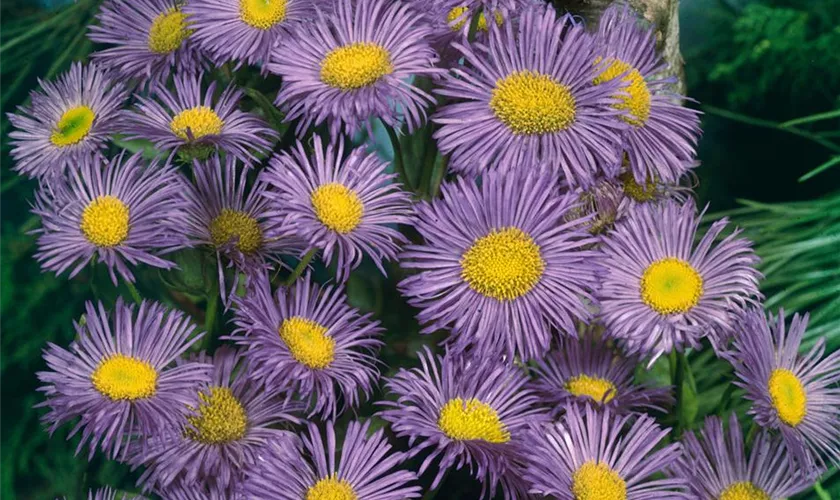 Erigeron 'Lilofee'