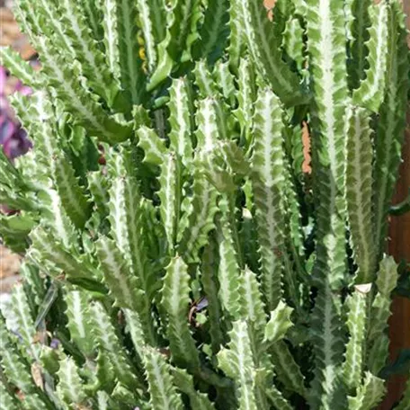 Euphorbia columnaris