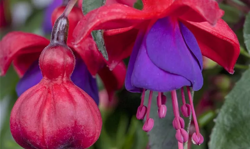 Fuchsia 'Santa Maria'