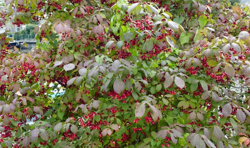 Euonymus americanus