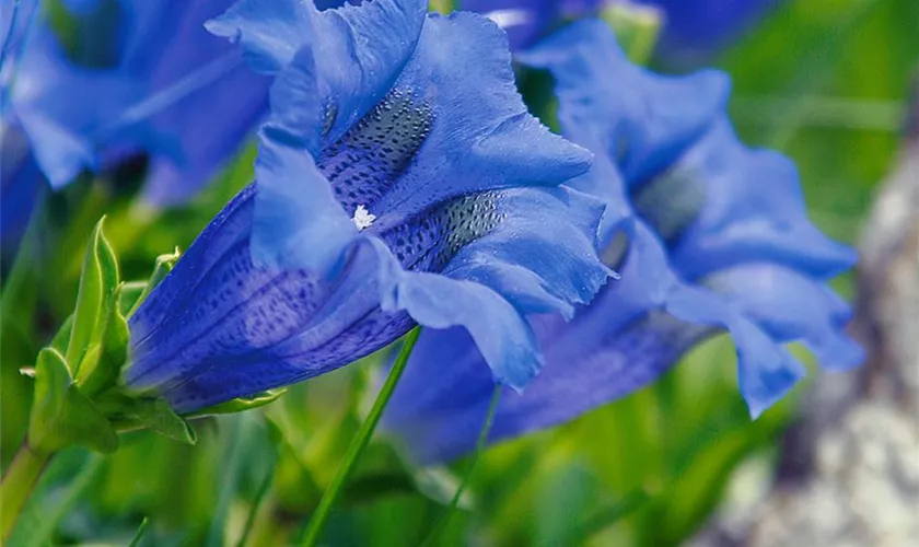 Gentiana acaulis 'Luna'